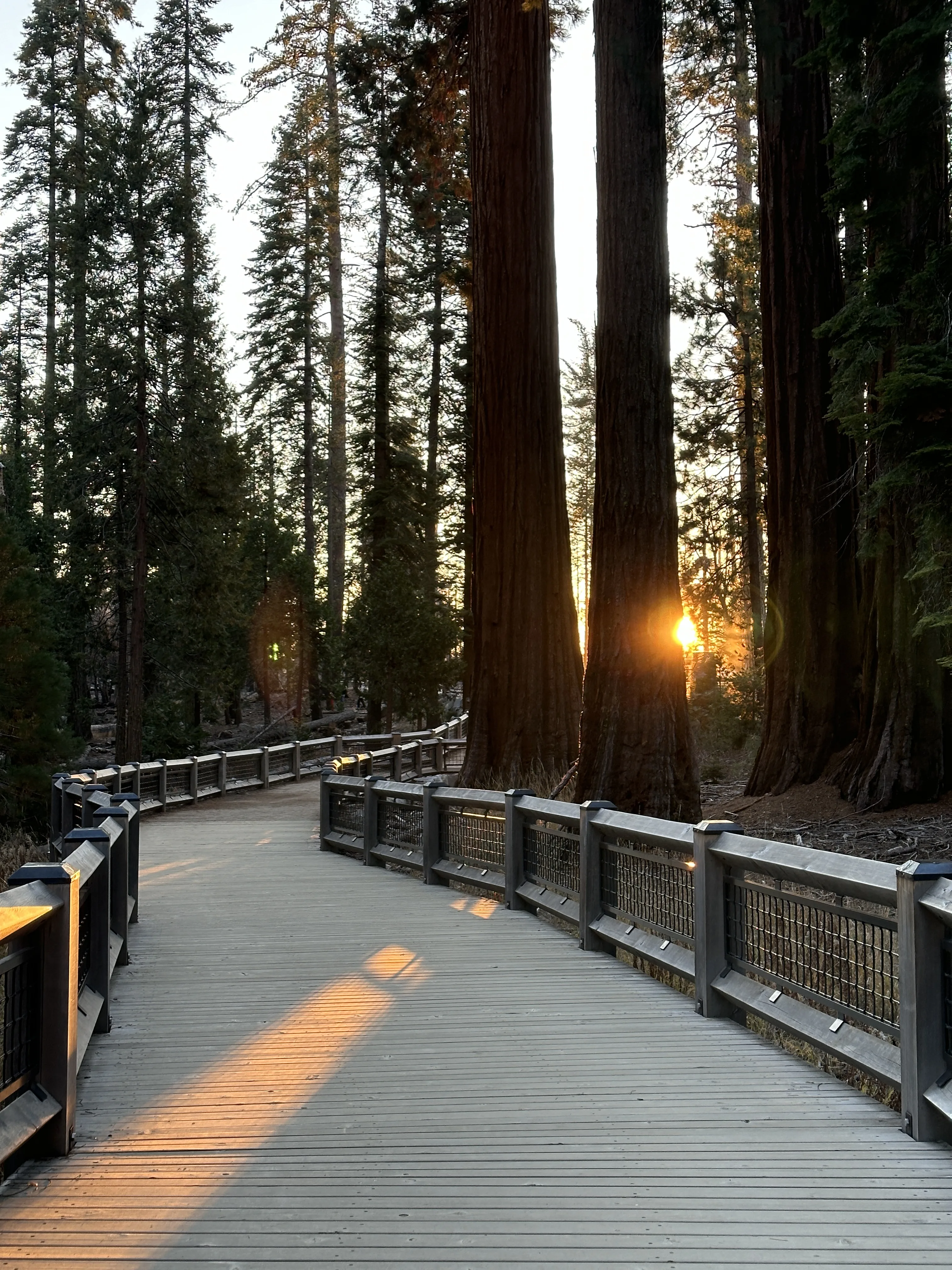 Yosemite Mariposa Sequoia Grove